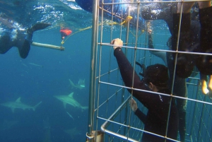 From Durban: Shark Cage Diving Experience