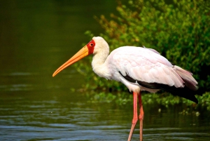 From Durban: St. Lucia Wetlands Private Boat Ride