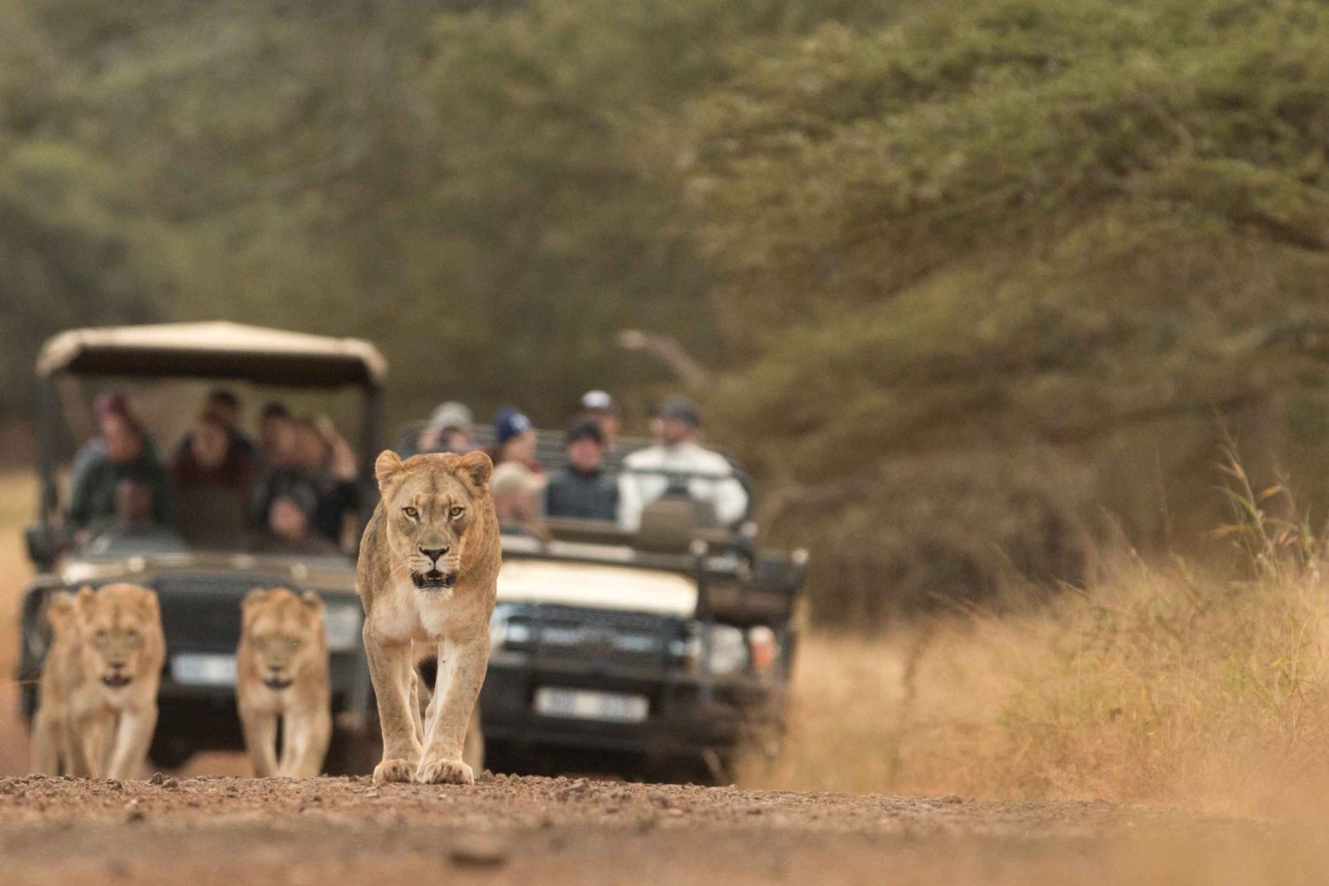 From Durban: Wildlife Lovers Big 5 Safari at 2 Game Reserves