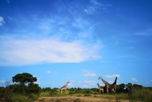 From Durban: Wildlife Lovers Big 5 Safari at 2 Game Reserves