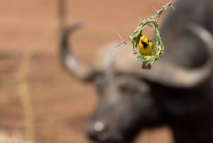 From Durban: Wildlife Lovers Big 5 Safari at 2 Game Reserves