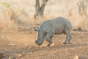 From Durban: Wildlife Lovers Big 5 Safari at 2 Game Reserves