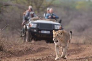 From Durban: Wildlife Lovers Big 5 Safari at 2 Game Reserves