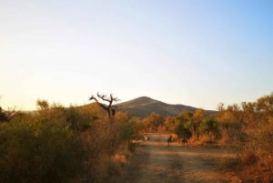 From Durban: Wildlife Lovers Big 5 Safari at 2 Game Reserves