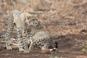 From Durban: Wildlife Lovers Big 5 Safari at 2 Game Reserves