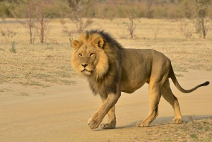 From Durban: Half-Day Private Safari Tour