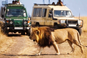 Ganztägige Hluhluwe Imfolozi Game Reserve Tour von Durban aus