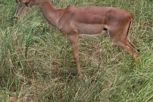Tour di un giorno nella Riserva di Hluhluwe Imfolozi da Durban
