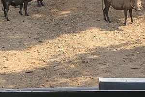 Tour di un giorno nella Riserva di Hluhluwe Imfolozi da Durban