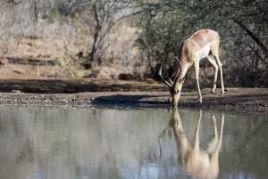 Full Day Hluhluwe-Umfolozi Park Safari Tour from Durban