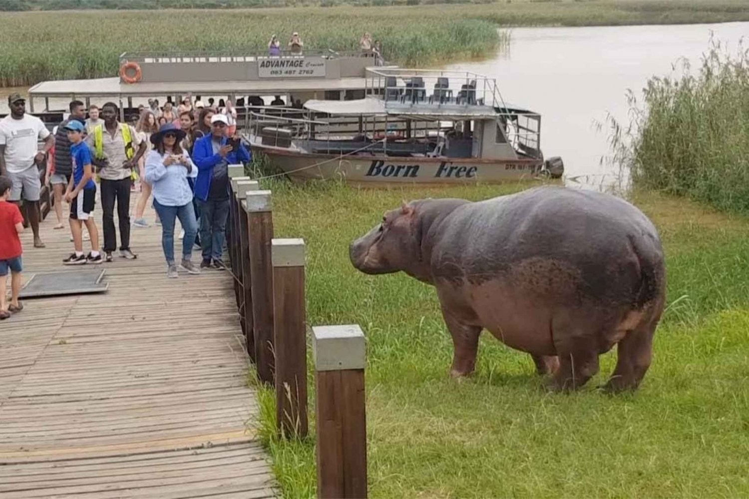 Half Day Hippo Boat Safari Isimangaliso Wetlands from Durban