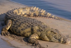 Half Day Hippo Boat Safari Isimangaliso Wetlands from Durban