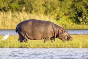 Half Day Hippo Boat Safari Isimangaliso Wetlands from Durban