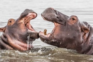 Half Day Hippo Boat Safari Isimangaliso Wetlands from Durban