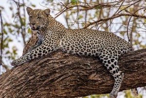 Half Day Hluhluwe Imfolozi Game Reserve from Richards Bay