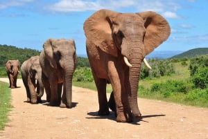 Half Day Hluhluwe Imfolozi Game Reserve from Richards Bay