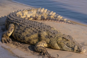 Half Day iSimangaliso Boat Safari Tour From Durban