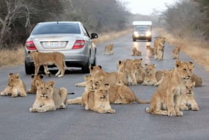 Half Day Natal Lion P & Tala Game Reserve from Durban Safari