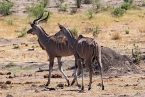 Half Day Natal Lion P & Tala Game Reserve from Durban Safari