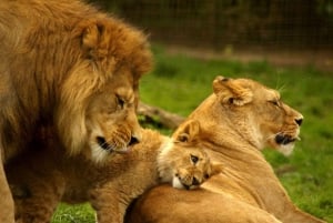 Halvdag Phezulu Safari Park & Natal Lion Park från Durban