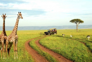 Half Day Safari Tala Game Reserve & Lion Park from Durban