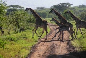 Half Day Safari Tala Game Reserve & Lion Park from Durban