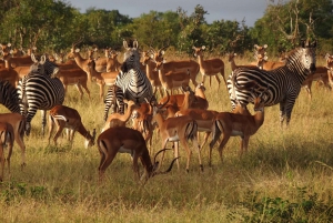 Half Day Safari Tala Game Reserve & Lion Park from Durban