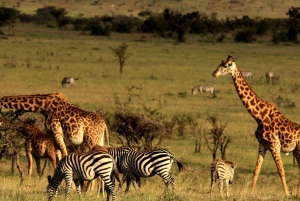 Half-day Tala Game Reserve & Lion Park Safari from Durban