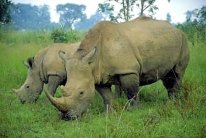 Halvdagssafari i Tala Game Reserve & Lion Park fra Durban