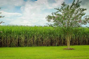Réserve de Tala et parc Natal : une demi-journée au départ de Durban
