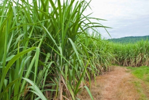 Réserve de Tala et parc Natal : une demi-journée au départ de Durban