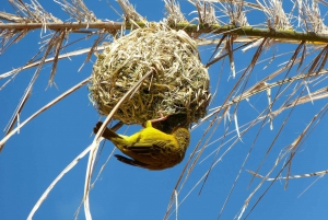 Medio día en la reserva de Tala y el parque Natal desde Durban