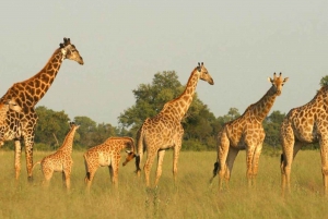 Medio día en la reserva de Tala y el parque Natal desde Durban