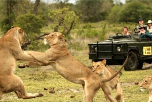 Halvdagstur til Tala Game Reserve og Natal Lion Pk fra Durban