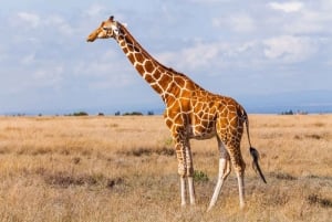 Safari di mezza giornata nella Tala Game Reserve e nel Parco Phezulu da Durban