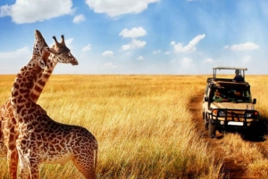 Half Day Tala Game Reserve & Phezulu Safari from Durban