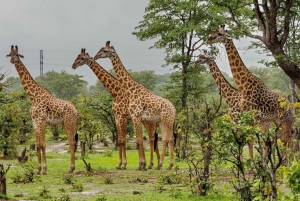 En halv dag i Tala viltreservat + Phezulu safaripark fra Durban