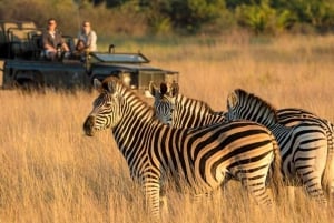 En halv dag i Tala viltreservat + Phezulu safaripark fra Durban