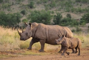 Puoli päivää Tala Game Reserve & Phezulu Safari Park Durbanista käsin