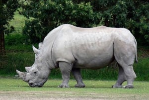 Medio día en la Reserva de Caza de Tala + Parque Safari Phezulu desde Durban