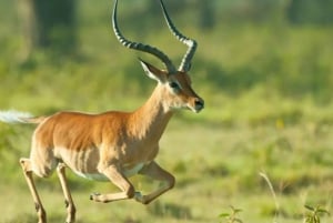 Medio día en la Reserva de Caza de Tala + Parque Safari Phezulu desde Durban