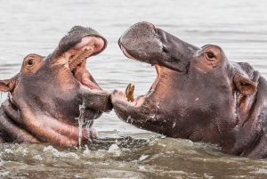 HalfDay Hippo & Croc Boat Cruise Isimangaliso f Richards Bay