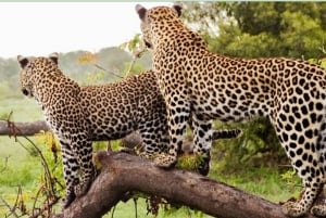 Hluhluwe Imfolozi wildreservaat 2 daagse Big 5 tour vanuit Durban