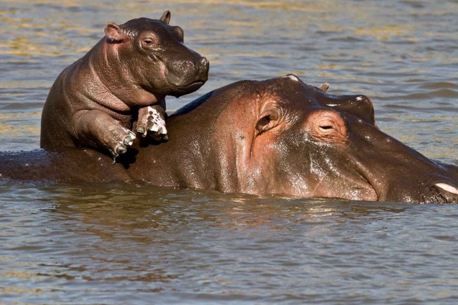 Excursión de un día a Isimangaliso y crucero en barco con hipopótamos y cocodrilos desde Durban