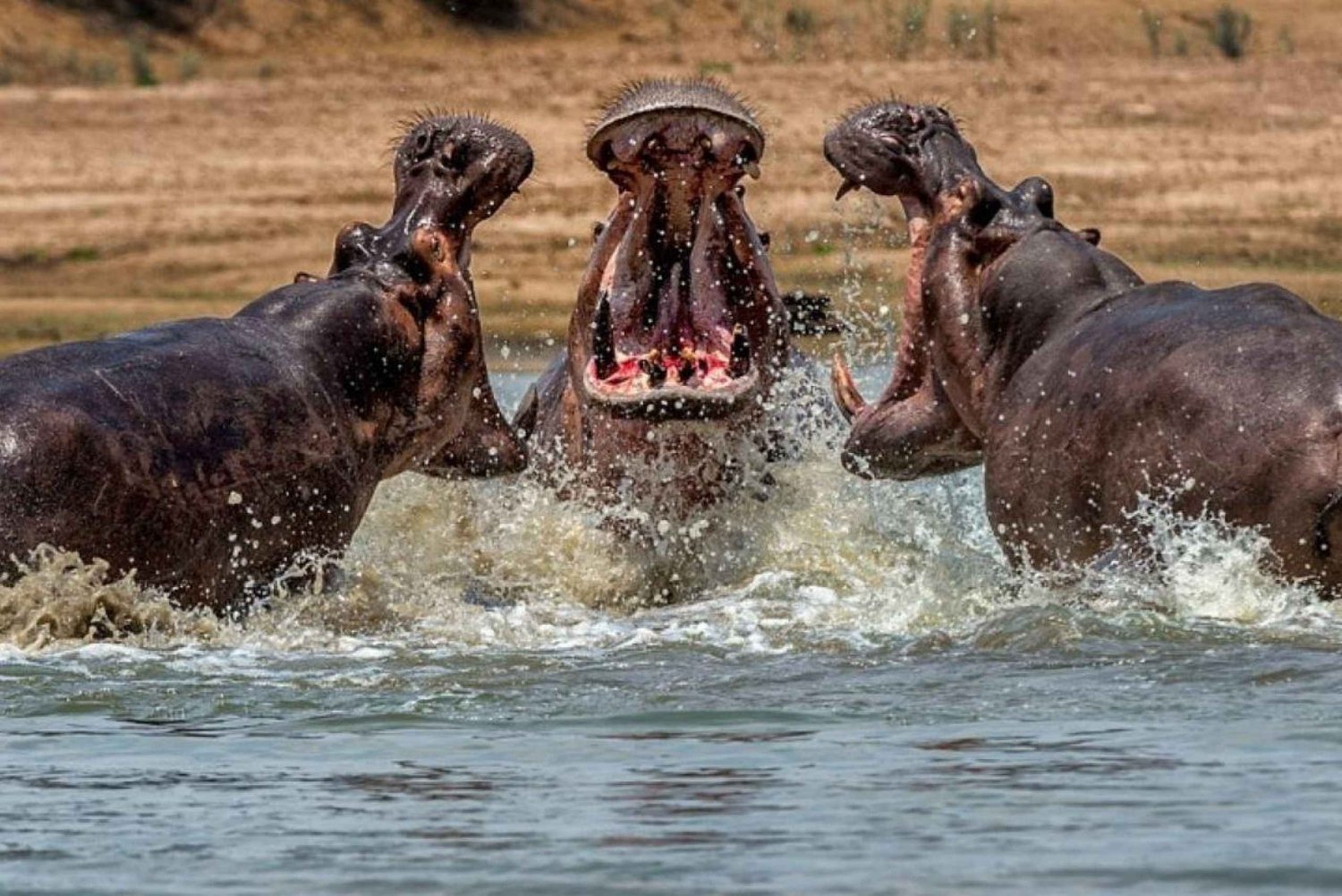 Visite du parc national d'Isimangaliso et croisière en bateau à dos d'hippopotame depuis Durban