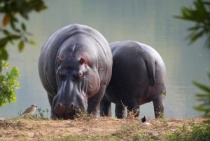 Visite du parc national d'Isimangaliso et croisière en bateau à dos d'hippopotame depuis Durban