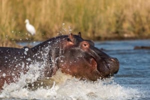 Passeio de barco com hipopótamo no Isimangaliso W Park, saindo de Durban