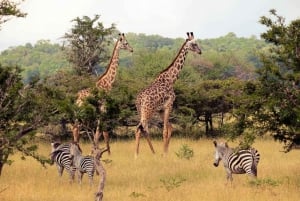 Isimangaliso Wetland Park Boat Cruise & Game Dve from Durban