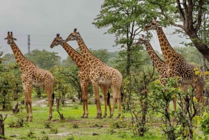 Phezulu Safari Park & Mandela Capture Site Half Day Tour