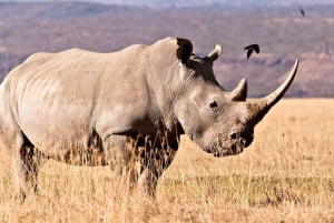 Visite du parc safari de Phezulu et de la réserve de Tala au départ de Durban